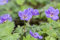 Geranium wallichianum 'Rozanne' -R- 2-3 Liter Container - Storchschnabel, violett-blaue Blüten, Blütezeit Juni-Oktober, ideal für Beete und Kübel, pflegeleicht