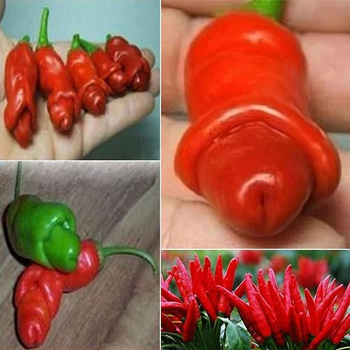 PERZOE 30 Piezas de Semillas de Chile de pene de Pimienta pornográfica, decoración Especial de jardín de Plantas Vegetales Semillas de Pimiento# 30 Piezas
