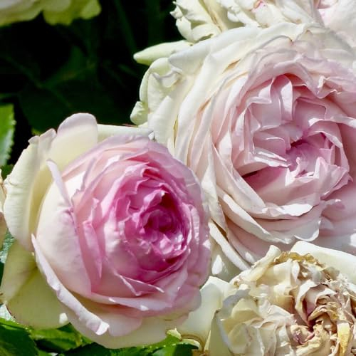 2 x Rosier - Rosa 'Pierre de Ronsard' pot 25-30 cm - Le rosier grimpant primé à la floraison enchanteresse