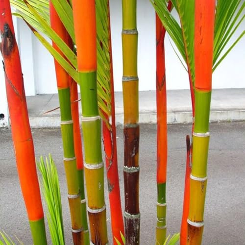 100pcs Bambus Samen, Hardy, Bambus Pflanzensamen, Blumensamen Für Garten und Balkon, Gartenblumen, Idea Gartenpflanzen, Balkonpflanzen 100 pezzi di semi di bambù colorati