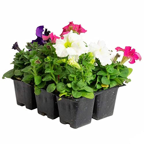 DECOALIVE Petunia 6 Plantas Naturales con Flores de Colores