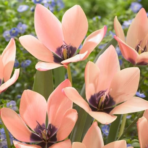 Lampadine Profumate,Giglio Di Pioggia,Rari Crescita Rapida Bellissimo Giardino.-8bulbi-O