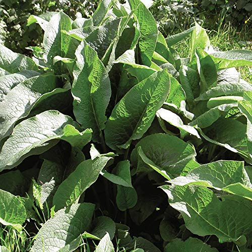 Thompson & Morgan Hardy Perennial Comfrey, Symphytum Vegetable Herb, Pack of 30 Seeds, Ideal for Kitchen Gardens, Patios, Indoors and Greenhouse