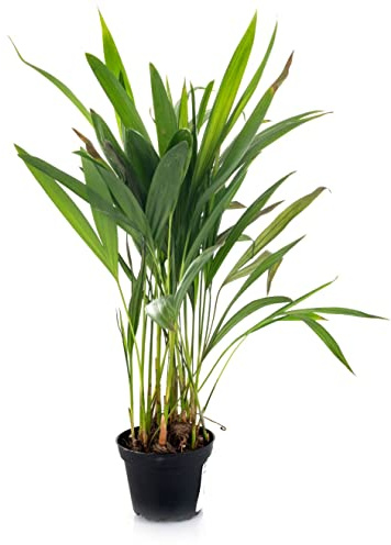 Palmera de Tamaño Pequeño Areca Planta de Interior
