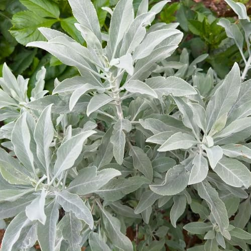 semillas de salvia organicas, para exterior, resistentes jardín, balcón, perennes, interior 700pcs