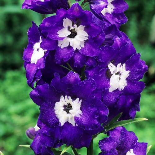 Delphinium King Arthur - Planta de exterior alta y lista para jardín