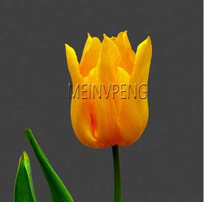 New 20pcs Not Tulip Bulbs Flower Seeds for Gardening Light Orange
