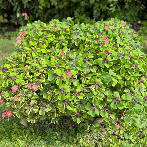 15 Bulbes d’Oxalis IRON CROSS | Circonférence 5/+ cm | Bulbes des meilleurs producteurs néerlandais | Sélection exclusive et contrôle qualité | Floraison garantie.