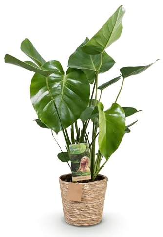 Green boutiQ - Plantes d'intérieur - Monstera Deliciosa - Plante à trous - Peu d'entretien - avec panier - Vert - 1 Plante - Pot 21cm - Hauteur 70-80cm