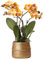 Kolibri Orchids | Orange Phalaenopsis-Orchidee Las Vegas im goldenen Groove-Ziertopf - Ø12cm