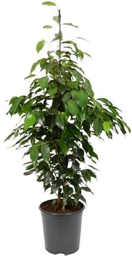 Ficus Benjamina Árbol de Interior Natural con Altura de 100cm y Maceta de 17cm