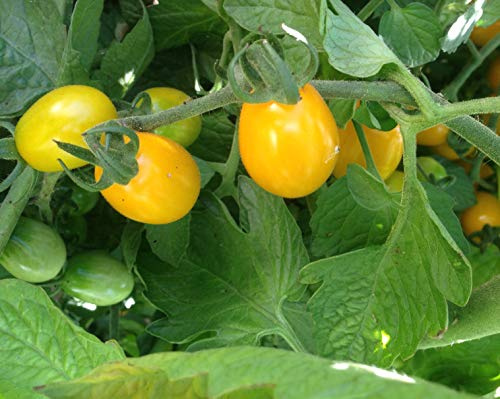 Semillas de tomate datterino amarillo