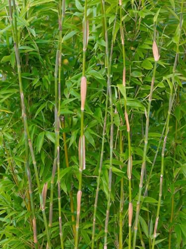 Fargesia denudata 80-100 cm – Winterhart, Immergrün, Pflegeleicht – Schirmbambus – Heckenpflanze für Garten & Sichtschutz