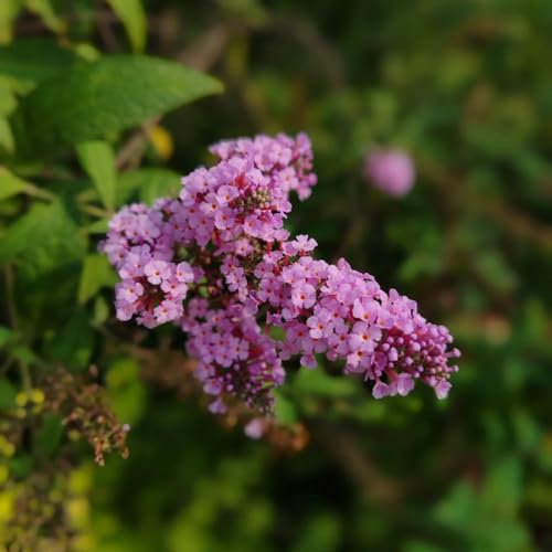 150 pcs schmetterlingsflieder winterhart samen, blumen balkon, bonsai samen sommerflieder samen - Buddleja davidii - blumensamen geschenk, pflanze blumenwiese, topfpflanzen echt outdoor