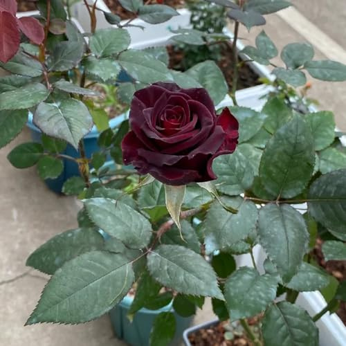 semillas de rosal - de interior invernaderos balcón trepadoras raras decoración sala estar jardín rocas jardín trepadoras Cubresuelos 600pcs