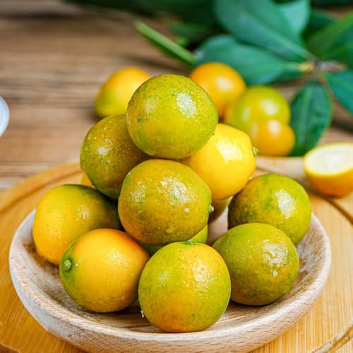 Semi di kumquat - Citrus japonica, per luoghi soleggiati frutto colonnare resistenti per il giardino da frutto colonnari da esterno giardino di esotiche 200pcs
