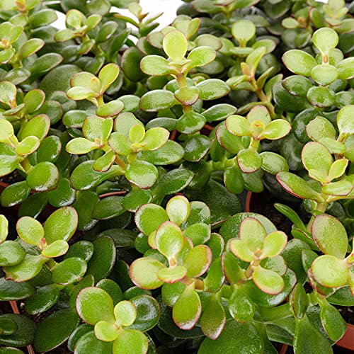 1 X CRASSULA MINOR MINI PIANTA DI GIADA ARBUSTO SEMPREVERDE COMPATTO ROBUSTO