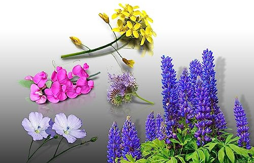 Lot de graines ENGRAIS Vert - Le Grenier d'Abondance - Phacelie Lilla, Sinapis Alba, Lupin Bleu & Lin Bleu & Vesce Bio - plus de 300 grammes 30m²