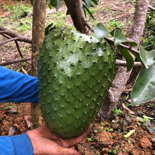 Soursop (ANNONA MURICATA) Live Fruit Tree 1'- 2' feet -TropicalPlantae-