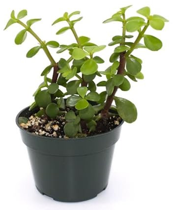 Planta Suculenta Arbusto Elefante Portulacaria Afra Crasa Interior y Exterior