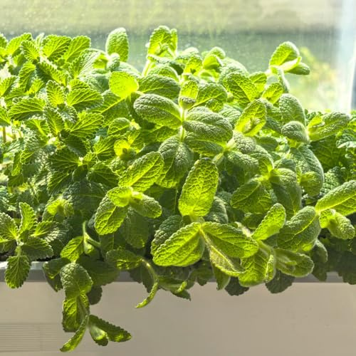 Semi di menta mela, da cucina selvatiche da giardino semi di medicinali semi di menta piperita 800pcs