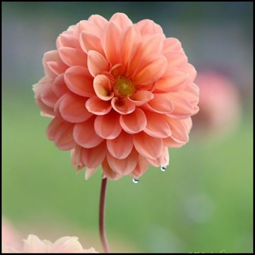 Dalias Rizomas.Hojas altas y grandes. ideal para embellecer el paisaje. Tolera el frío.（NVNJHJN）.-2 Rizomas-C