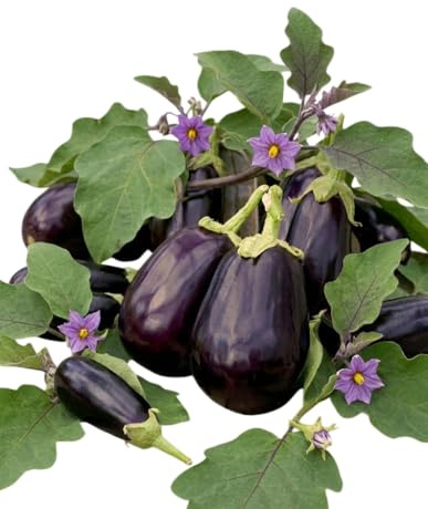 DECOALIVE Berenjena Negra Semillas para Huerto Urbano con Cultivo Sencillo y Adaptable