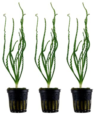 AquaOne Aquarium Pflanze 3 Stück Crinum calamistratum I Wasserpflanze Aquariumpflanze Knolle/Zwiebel voll durchwurzelt einfach pflegeleicht Aquascaping Dekoration