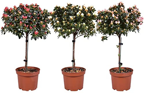 POWERS TO FLOWERS - AZALEA ALBERELLO TRIS, BIANCA - ROSA - ROSSA, VASO 13CM, ALTEZZA 40CM, piante vere