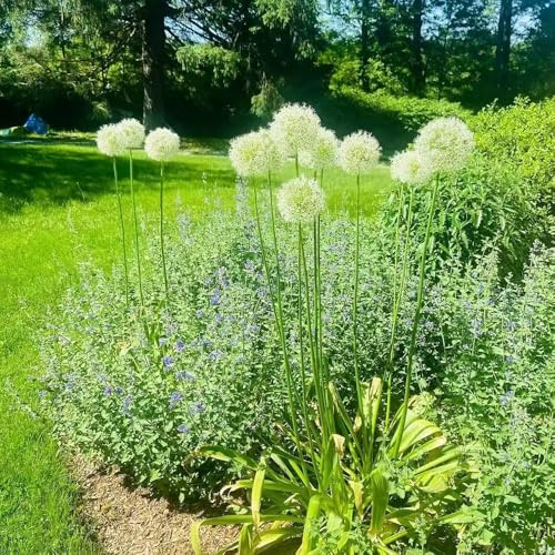Semillas de cebolla ornamental - orgánico de balcón exótico extraño variedades antiguas semillas jardineros resistentes lugares 50pcs