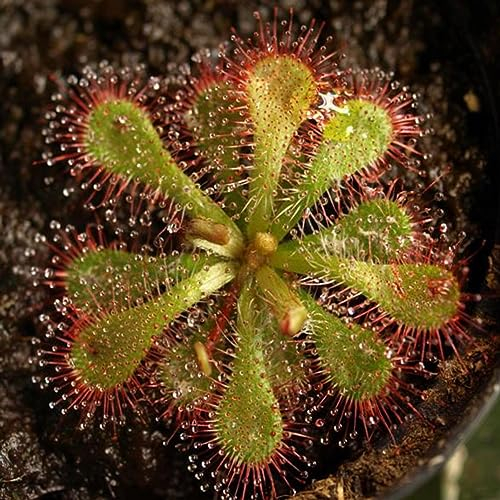 Easy Grow Seeds Sundew Drosera Rare Temperate Mixed Species Carnivorous House Plant 8 Seeds, Green