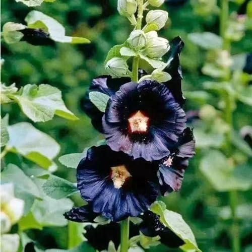 Semillas de malva real - de verano Decoraciones jardín para exteriores resistentes otoño resistentes para jardines rocas invernaderos 350pcs