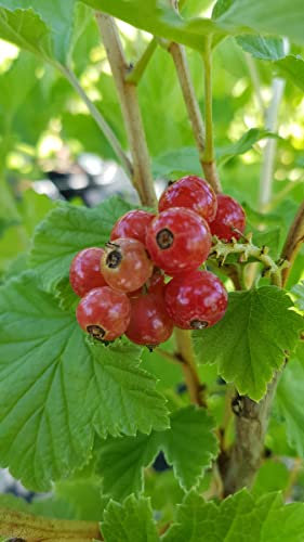 Ribes rubrum 'Red Lake' / Groseillier à grappes 'Red Lake' / Conteneur de 2 à 2.9 litres