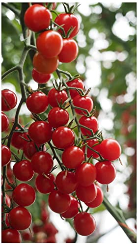 PREMIER SEEDS DIRECT - Tomato CROKINI F1-8 Seeds - Blight Resistant