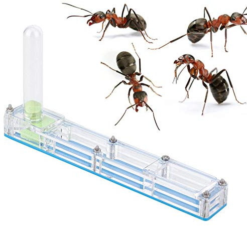 Ameisenfarm, Ameisennest Transparenter Acrylameisen-Nistkasten, Ameisenhaus zum Füttern von Ameisen(Blau)