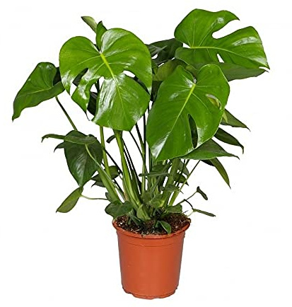 Monstera Deliciosa Planta Natural Costilla de Adán Altura 60cm con Maceta de Cerámica Planta de Interior