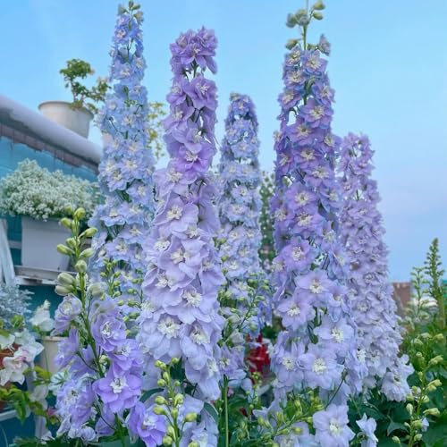 delphinium - Delphinium - Balcón con en macetas silvestres, macizo de exóticas de balcón cortadas primavera, resistentes en macetas ornamentales 700semillas
