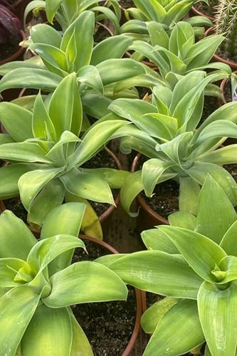 Pianta vera di Agave Attenuata diverse grandezze succulenta verde ornamentale da esterno venduta da eGarden.store (Vaso 17 cm)