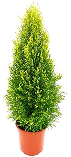 POWERS TO FLOWERS - CIPRESSO WILMA XXL Vaso24, altezza 120cm, pianta Vera