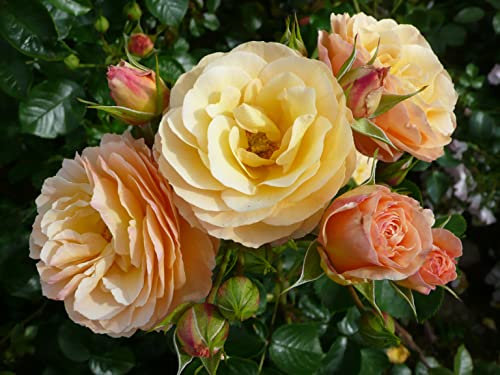 'Rebecca Mary' Floribunda Rose - Apricot and Peach Toned Blooms - Slight Fragrance - 4lt Potted Rose
