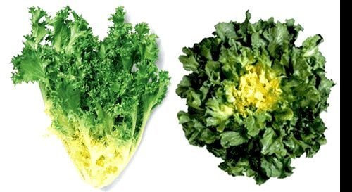 Graines d'endive batave Riesen Têtes d'endive Cœur blanc crémeux Beurre paquet de 100 graines