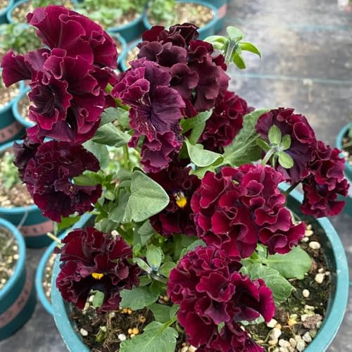 Semi di viola cornuta, semi da giardino acquistare di viola cornuta decorazione floreale, semi di campo 250pcs