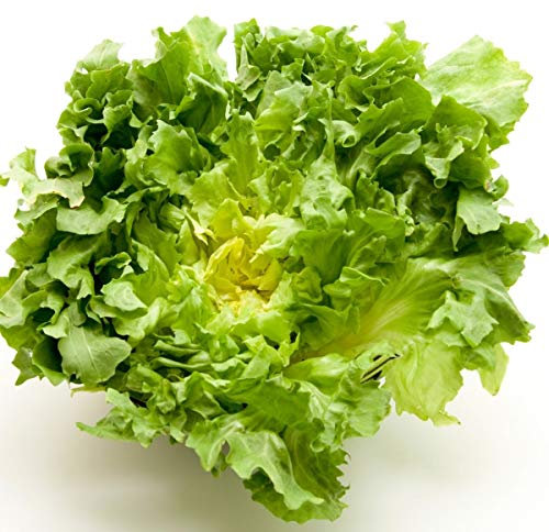 Endive - Rosy - 100 Seeds