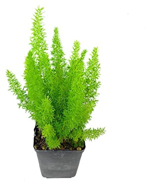 Asparagus Meyeri Planta Ornamental Colgante muy Elegante