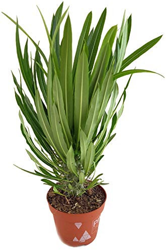 Fangblatt - Pachypodium lamerei - die bekannte Madagaskarpalme - pflegeleichte Sukkulente/Zimmerpflanze - palmenartige Kaktee