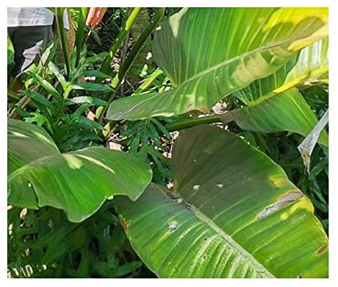Pcs - 10x Philodendron Davidsonii Subsp. Bocatoranum Jardin Plantes - Graines ID990 - Seeds & Plants Shop by Ipsa