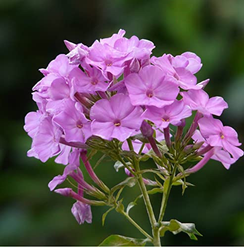12 unità Phlox Maculata 'Alpha' - Phlox Maculata 'Alpha' Vaso 9x9cm ±1 m² - Phlox con Fiori Macchiati e Crescita Robusta