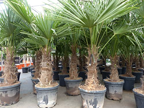 gruenwaren jakubik 3 Stück XXL Stämme Palme winterhart 190 cm Trachycarpus fortunei, Hanfpalme, Top-Qualität
