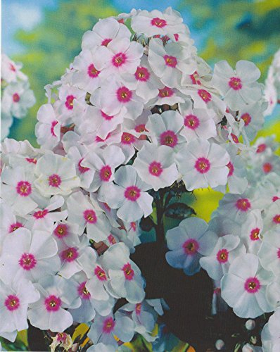 Hoher Phlox paniculata Graf Zeppelin Flammenblume1 Wurzelstück Winterhart Staude