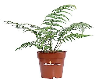 Pianta di Dicksonia Antarctica Pianta di felce Arborea pianta da interno pianta di Felce ornamentale pianta da arredo pianta vea venduta da eGarden.store